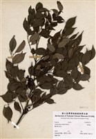 藏品(藤花椒)的圖片